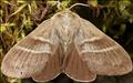 1638 (66.008) Fox Moth